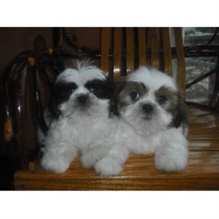 shih tzu breeders new york purina commercial newfounland breeds picture shih tzu breeders new york purina commercial newfounland breeds picture