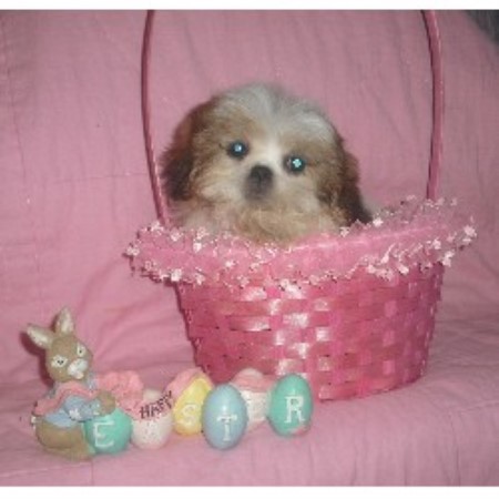 shih tzu breeders new york eatop farm shih tzu breeder in moravia new york shih tzu breeders new york eatop farm shih tzu breeder in moravia new york