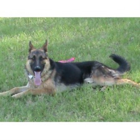 German Shepherd Dog Breeder in Sulphur Springs, Texas