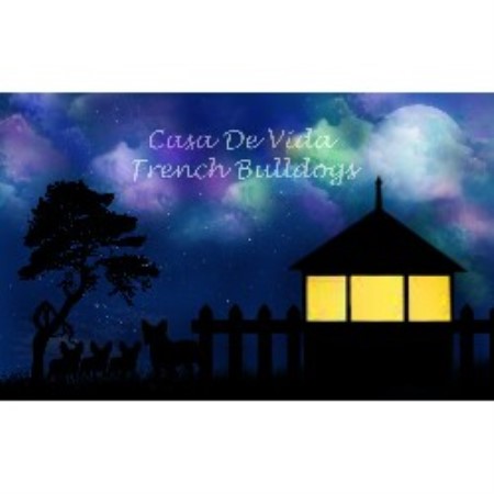 French Bulldog Breeder in Royersford, Pennsylvania