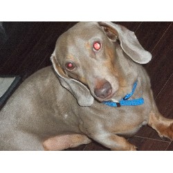 Dachshund Stud in Ohio