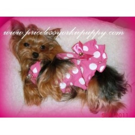 Yorkshire Terrier Breeder in Jackson, Michigan