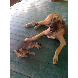 Great Dane Stud in Texas