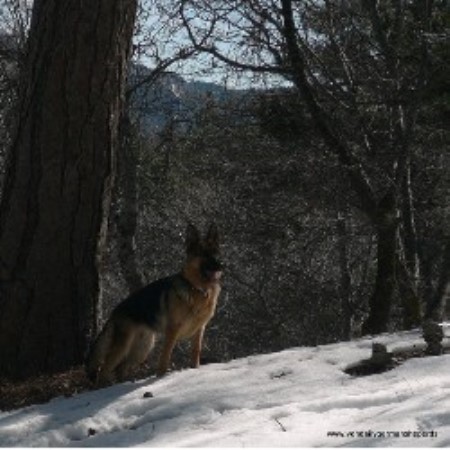 German Shepherd Dog Breeder in Rancho Cucamonga, California