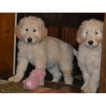 golden retrievers for sale in ohio golden retriever goldendoodle pups for sale wisconsin breeder breeds picture golden retrievers for sale in ohio golden retriever goldendoodle pups for sale wisconsin breeder breeds picture