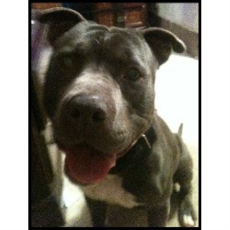 Apollo a 3 year old male Pit Bull Looking for a forever home