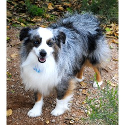Miniature Australian Shepherd Stud in Arizona