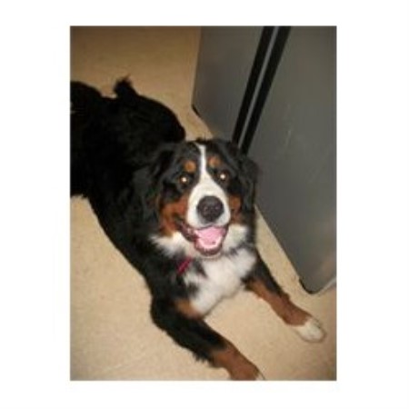 bernese mountain puppies michigan denali bernese bernese mountain breeder in allendale michigan listing id 19864 bernese mountain puppies michigan denali bernese bernese mountain breeder in allendale michigan listing id 19864