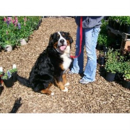 bernese mountain puppies michigan denali bernese bernese mountain breeder in allendale michigan listing id 19864 bernese mountain puppies michigan denali bernese bernese mountain breeder in allendale michigan listing id 19864