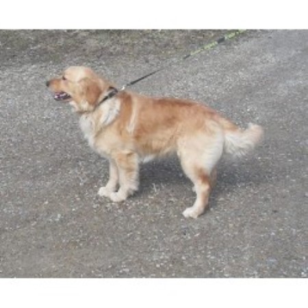 Golden Retriever Stud in Pennsylvania