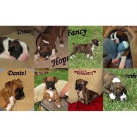 Boxer breeder Aurora 19882