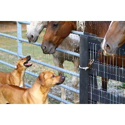 Rhodesian Ridgeback breeder Key Largo 19885