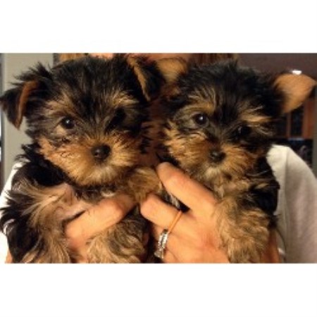 yorkie rescue las vegas yorkie breeds usa terrier breeder in las vegas nevada yorkie rescue las vegas yorkie breeds usa terrier breeder in las vegas nevada