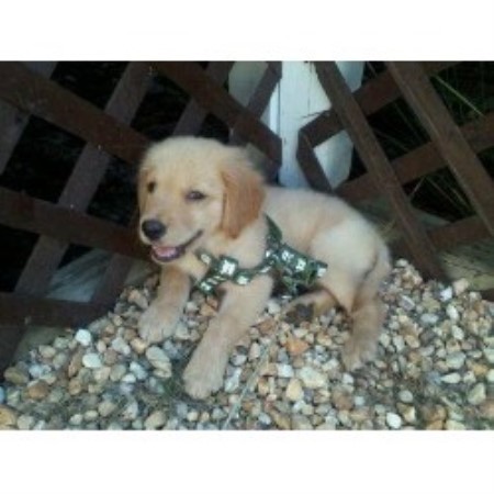 golden retriever breeders carolina golden retriever breeders in carolina freedoglistings breeds picture golden retriever breeders carolina golden retriever breeders in carolina freedoglistings breeds picture