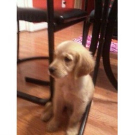 how fast do golden retrievers grow christine lavoie golden retriever breeder in wendell carolina listing id 19916 how fast do golden retrievers grow christine lavoie golden retriever breeder in wendell carolina listing id 19916