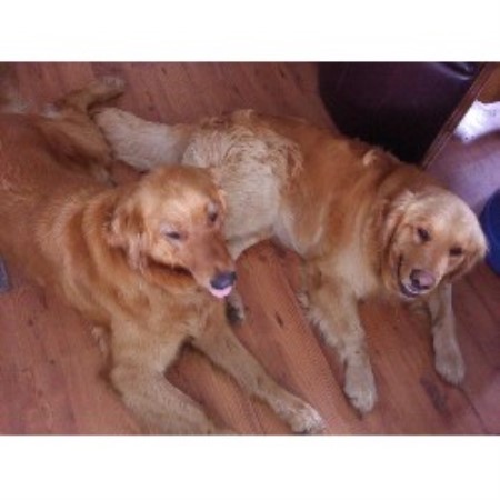 carolina golden retriever breeders christine lavoie golden retriever breeder in wendell carolina carolina golden retriever breeders christine lavoie golden retriever breeder in wendell carolina
