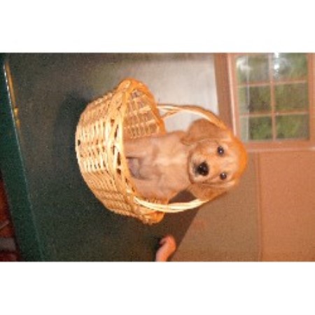 carolina golden retriever breeders christine lavoie golden retriever breeder in wendell carolina listing id 19916 carolina golden retriever breeders christine lavoie golden retriever breeder in wendell carolina listing id 19916