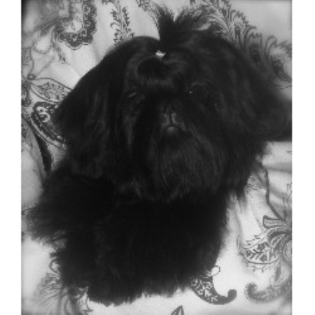 shih tzu stud near me imperial dogs puppies find dogs puppies breeders breeds picture shih tzu stud near me imperial dogs puppies find dogs puppies breeders breeds picture