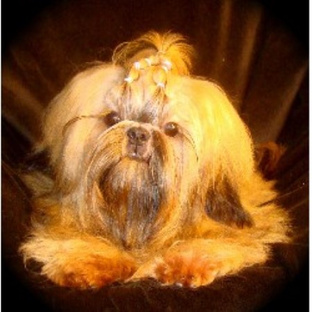 shih tzu columbia sc luan shih tzu shih tzu breeder in ladson south carolina listing id 19919 shih tzu columbia sc luan shih tzu shih tzu breeder in ladson south carolina listing id 19919