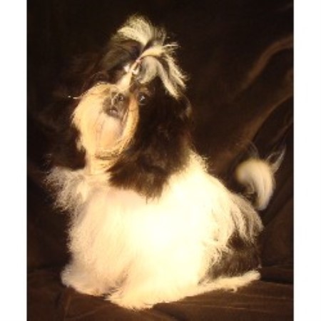 shih tzu breeders in sc luan shih tzu shih tzu breeder in ladson south carolina shih tzu breeders in sc luan shih tzu shih tzu breeder in ladson south carolina