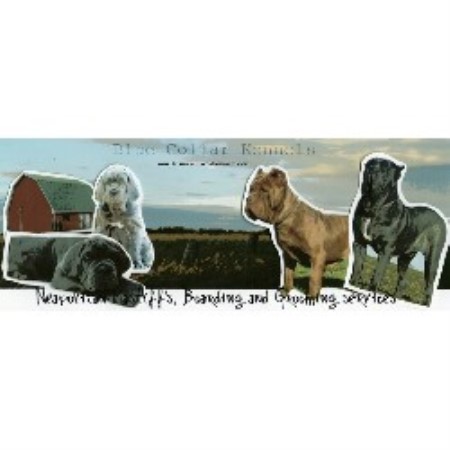 Neapolitan Mastiff Breeder in Goderich, Ontario