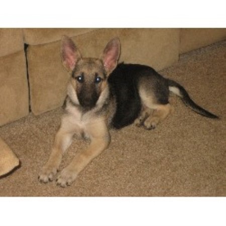 german shepherd puppies iowa hill farm amd kennels german shepherd breeder in keosauqua iowa listing id german shepherd puppies iowa hill farm amd kennels german shepherd breeder in keosauqua iowa listing id
