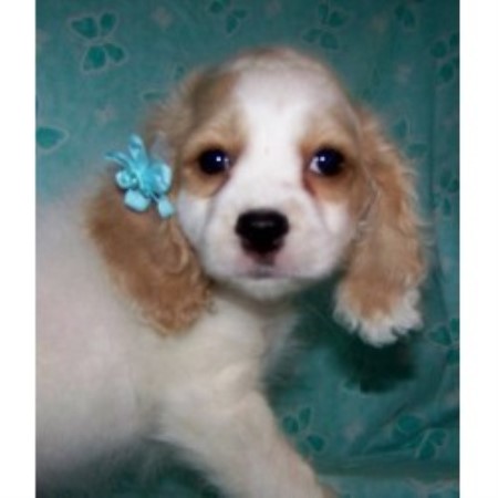 cockapoo breeder carolina