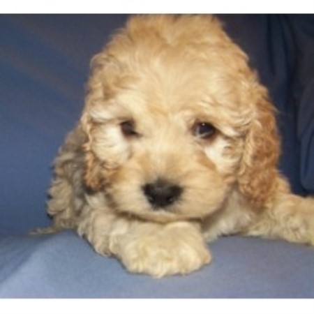 cockapoo puppies for sale in sc cockapoo breeders and kennels freedoglistings page 2 cockapoo puppies for sale in sc cockapoo breeders and kennels freedoglistings page 2
