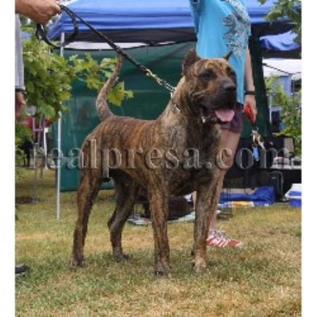 Perro De Presa Canario breeder Pocahontas 19938