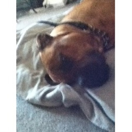 Bullmastiff breeder Braintree 19954