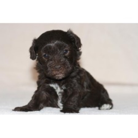 havanese rescue ontario moorshavanese havanese breeder in beaverton ontario havanese rescue ontario moorshavanese havanese breeder in beaverton ontario