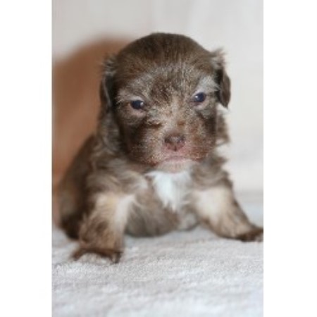 havanese rescue ontario moorshavanese havanese breeder in beaverton ontario listing id 19995 havanese rescue ontario moorshavanese havanese breeder in beaverton ontario listing id 19995