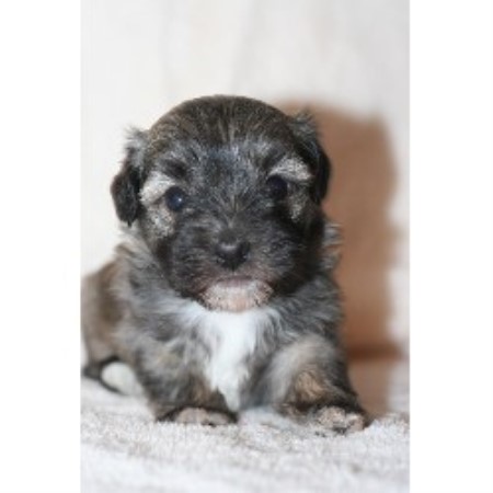 havanese rescue ontario moorshavanese havanese breeder in beaverton ontario listing id 19995 havanese rescue ontario moorshavanese havanese breeder in beaverton ontario listing id 19995