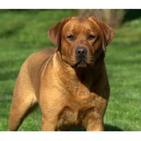 puppies in washington labrador retriever lab breeders in washington freedoglistings puppies in washington labrador retriever lab breeders in washington freedoglistings