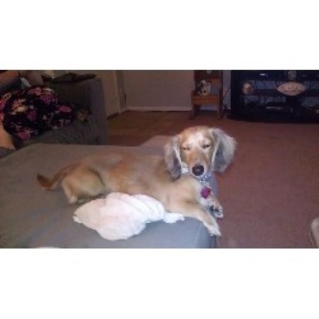 Pomeranian puppies and dogs for sale near you Jens Dachshunds, Dachshund Breeder in Frankfort, Indiana