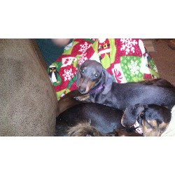 Dachshund breeder Frankfort 20007