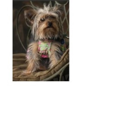 yorkie breeders in mississippi mapetite kennels and terrier breeder in cleveland mississippi yorkie breeders in mississippi mapetite kennels and terrier breeder in cleveland mississippi