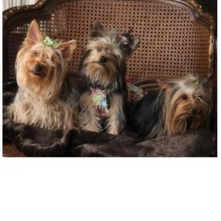 yorkie breeders in mississippi mapetite kennels and terrier breeder in cleveland mississippi yorkie breeders in mississippi mapetite kennels and terrier breeder in cleveland mississippi