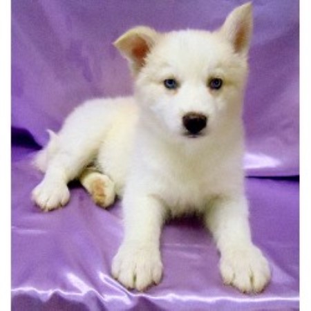 husky puppies for sale in wv siberian husky west virginia breeders puppies for sale find those breeds picture husky puppies for sale in wv siberian husky west virginia breeders puppies for sale find those breeds picture