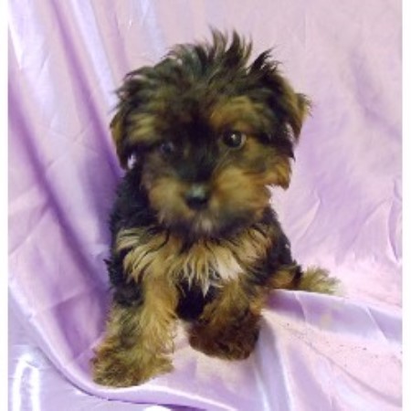 free puppies in west palm startravelinternational free puppies in west palm startravelinternational