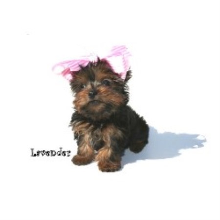yorkie breeders in northern california biewer yorkies in northern california breeds picture yorkie breeders in northern california biewer yorkies in northern california breeds picture
