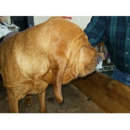 bloodhound puppies for sale in michigan mountain crest bloodhounds bloodhound breeder in cadillac michigan bloodhound puppies for sale in michigan mountain crest bloodhounds bloodhound breeder in cadillac michigan