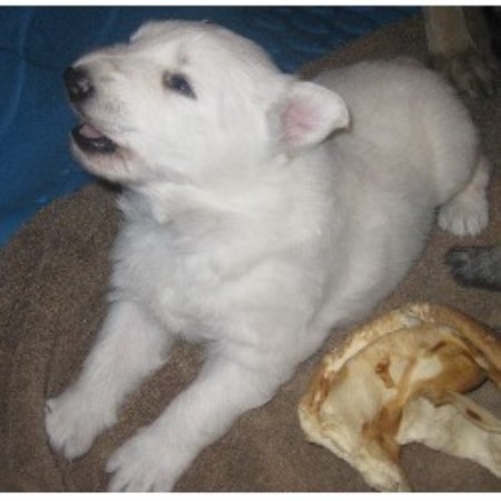 free puppies in oregon german shepherd gsd alsatian breeders in oregon freedoglistings free puppies in oregon german shepherd gsd alsatian breeders in oregon freedoglistings