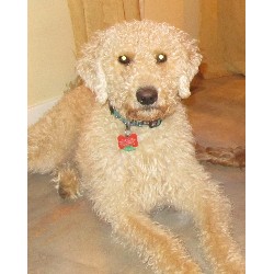 Labradoodle Stud in Michigan