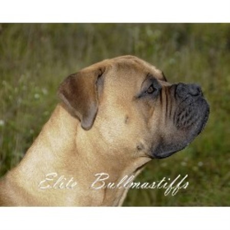 Bullmastiff breeder in Grand Rapids , Michigan