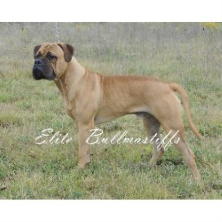 Bullmastiff breeder in Grand Rapids 