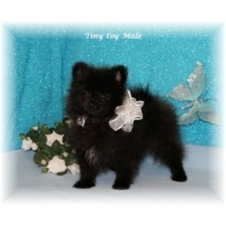 back forty pomeranians back forty kennel pomeranian breeder in terry mississippi 39170 freedoglistings back forty pomeranians back forty kennel pomeranian breeder in terry mississippi 39170 freedoglistings