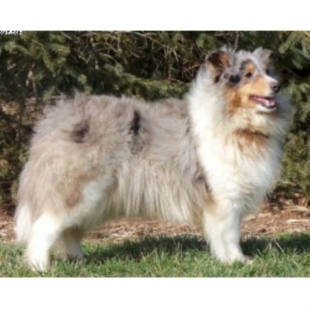 sheltie puppies for sale in ohio shelties shetland sheepdog breeder in mansfield ohio listing id 20139 sheltie puppies for sale in ohio shelties shetland sheepdog breeder in mansfield ohio listing id 20139