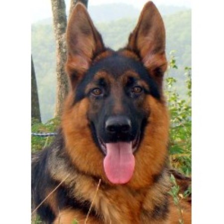 German Shepherd Dog breeder Henagar 20143 German Shepherd Dog breeder Henagar 20143