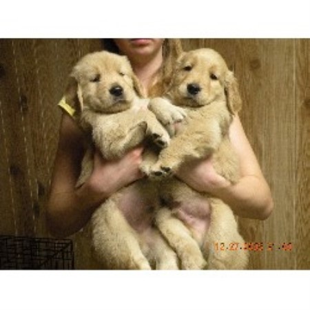 golden breeder retriever michigan dog days